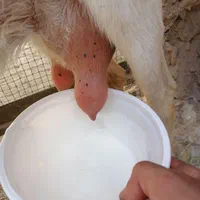 شیر بز محلی و سانن