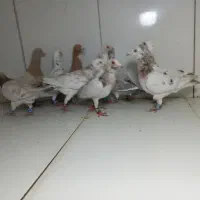 دسته ۱۱تایی نرسار سرور