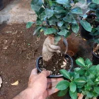 بنسای فیلندرون پینک|گل و گیاه طبیعی|قم, خداکرم|دیوار