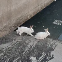 خرگوش|موش و خرگوش|تاکستان, |دیوار