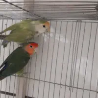 کتوله برزیلی