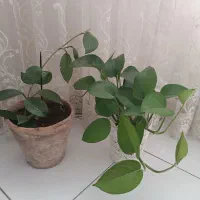 دو عدد گلدان پتوس و هویا