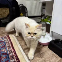 گربه با همه ی وسایل ها|گربه|اردبیل, |دیوار