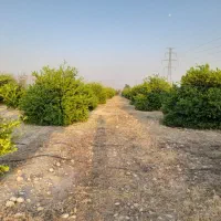 فروش باغ تلخاب شیرین|فروش دفتر صنعتی، کشاورزی، تجاری|دوگنبدان, |دیوار