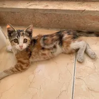 واگذاری بچه گربه