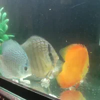 دیسکس|ماهی|کرمانشاه, |دیوار