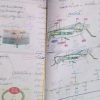 جزوه کل جانوری استاد همدانی|کتاب و مجله آموزشی|قم, پردیسان|دیوار
