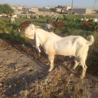 فروش یک راس .پازن گلابی