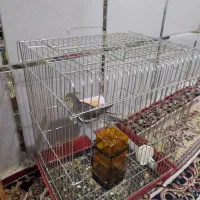 عروس هلندی دستی|پرنده|اسدآباد, |دیوار