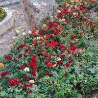 خدمات باغبانی گلکاری سمپاشی خاک گلدان و درخت کاری