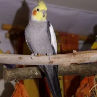 عروس هلندی گمشده