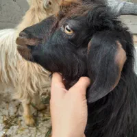 .دوتا بز خونگی جفت نر ماده دوقولو زا َ بشرط|حیوانات مزرعه|حبیب آباد, |دیوار