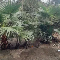 نخل زینتی پالم بادبزنی۲.۵ متری|گل و گیاه طبیعی|سیاهکل, |دیوار