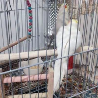 مولد عروس هلندی|پرنده|پاکدشت, پاکدشت (مامازند)|دیوار