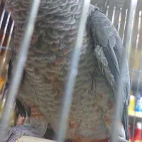 جوجه کاسکو|پرنده|تهران, کاشانک|دیوار