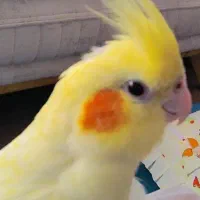 عروس هلندی اهلی