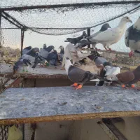 50 عدد کفتر بوم همه پرشی قلدر به ضمانت