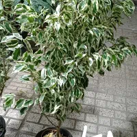 پتوس مرمری سرخسی مانوک نخل پیله موا ابلق