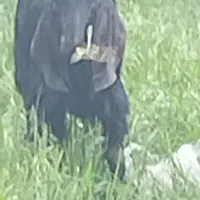 بزغاله نر عالی خارجی