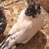 کبوتر|خوردنی و آشامیدنی|مشکیندشت, |دیوار