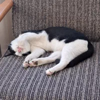 واگذاری گربه|گربه|بابلسر, |دیوار