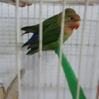 ۳عدد عروس هلندی و ۳عدد کوتوله|پرنده|مشهد, خین عرب|دیوار