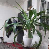 گل سوسن انکبوتی