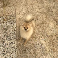 سگ پامرانین نر ۷ ماهه تربیت شده کامل|سگ|پرند, فاز ۲|دیوار