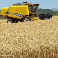 پیش فروش (تحویل مرداد ماه) کاه گندم کیلویی۵۰۰۰