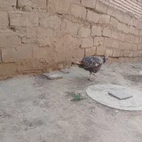 بوقلمون نروماده|حیوانات مزرعه|گنبد کاووس, |دیوار