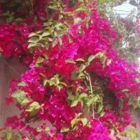 انجام کلیه کار های باغبانی