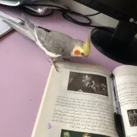 عروس هلندی سینامون نر