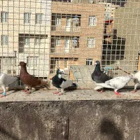 کبوتر|پرنده|قزوین, |دیوار