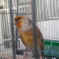 سره قناری روب مستی درشت خوش رنگ