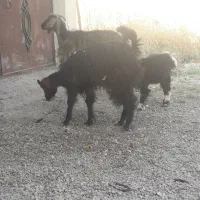دو بز و یک بزغاله ماده