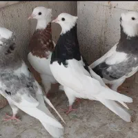 کبوترقره سوری سرور پرستویی آرشینگل بلاند-چتری