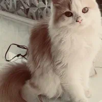 گربه پرشین کلاسیک عروسکی|گربه|اردبیل, |دیوار