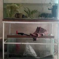 آکواریوم سالم