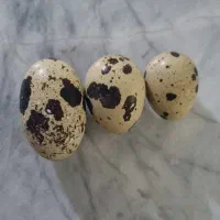 تخم بلدرچین خوراکی و نطفه دار