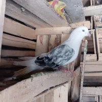 فروشی دوتانرسرور