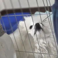 واگذاری سگ|سگ|فردیس, نگارستان|دیوار