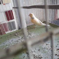 فناری نر موزایکی سرخ اصل اوجینال|پرنده|کرمانشاه, |دیوار