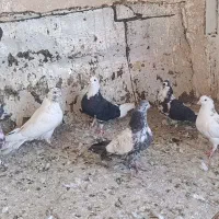 6 تا کفتر گرفتنی|پرنده|قم, کلهری|دیوار