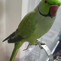 شاه طوطی|پرنده|تهران, شهرک طالقانی|دیوار