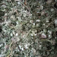 بابونه سفید