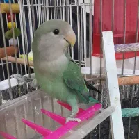 کتوله دستی سبز ابی