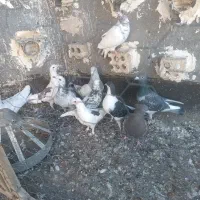 کفترصید|پرنده|مشهد, نیزه|دیوار