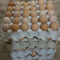تخم مرغ محلی ، تخم اردک اسرائیلی و تخم بلدرچین|حیوانات مزرعه|کلاچای, |دیوار