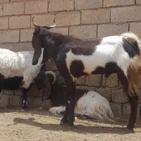 سلام بخته جوان سالم و سرحال|حیوانات مزرعه|گتوند, |دیوار