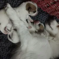 توله سایزکوچیک|سگ|مشهد, رده|دیوار